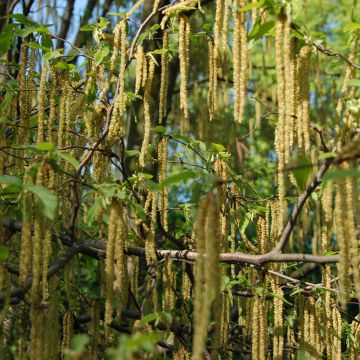 Ostrya carpinifolia - Carpino nero