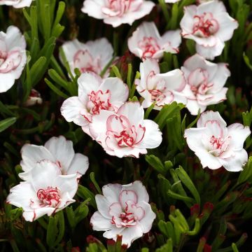 Oxalis Censation Double Pink Wonder