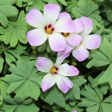 Oxalis adenophylla - Ossalide rosa