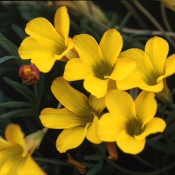 Oxalis purpurea Ken Aslet - Acetosella purpurea