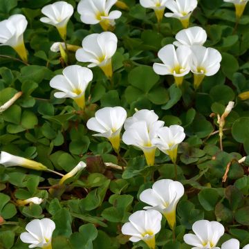 Oxalis purpurea Alba - Acetosella purpurea