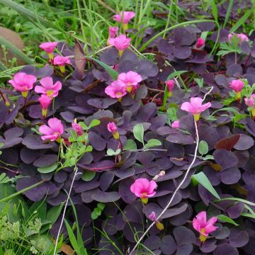 Oxalis purpurea Garnet - Acetosella purpurea