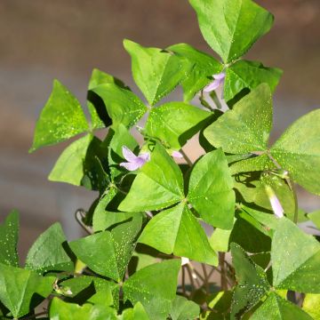 Oxalis triangularis subsp.papilionacea Amber