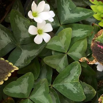 Oxalis triangularis subsp.papilionacea Marmer