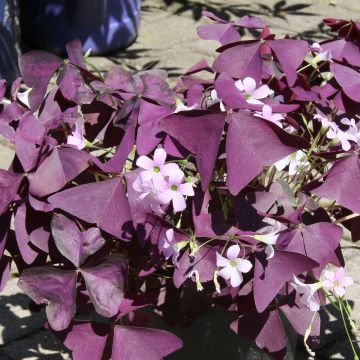 Oxalis triangularis subsp.papilionacea Atropurpurea