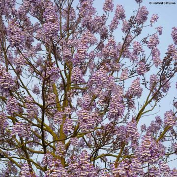 Paulownia fortunei Fast Blue Minfast