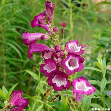 Penstemon Gloire des quatre rues