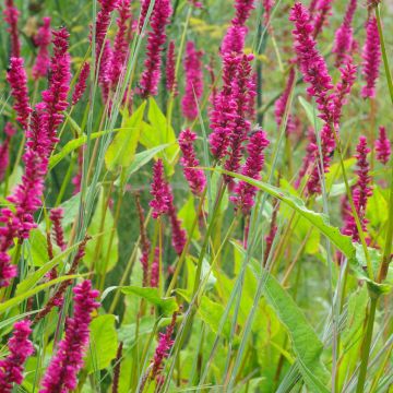 Persicaria amplexicaulis Amethyst