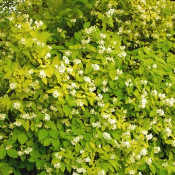 Philadelphus Aureus - Fior d'angiolo