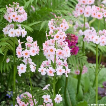 Primula japonica Apple Blossom - Primula giapponese