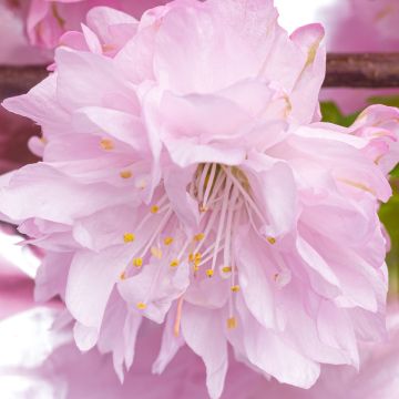 Prunus triloba Rosenmund - Mandorlo da fiore