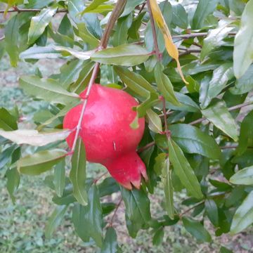 Melograno Parfianka - Punica granatum