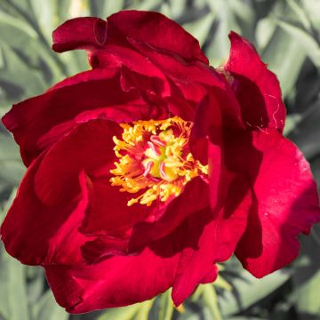 Peonia Itoh Scarlet Heaven