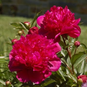 Peonia erbacea Big Ben