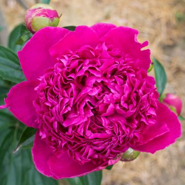 Peonia erbacea Félix Crousse