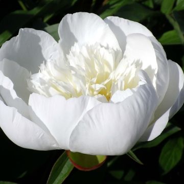 Peonia erbacea Immaculée