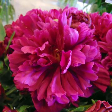 Peonia erbacea Inspecteur Lavergne