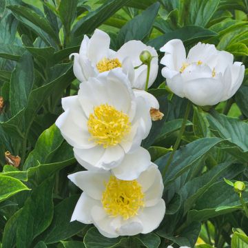 Peonia erbacea Jan van Leeuwen