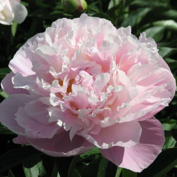 Peonia erbacea Lady Alexandra Duff