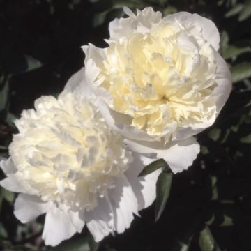 Peonia erbacea Laura Dessert