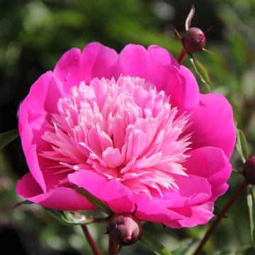 Peonia erbacea Madame Emile Debatène