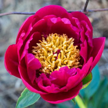 Peonia erbacea Nippon Beauty