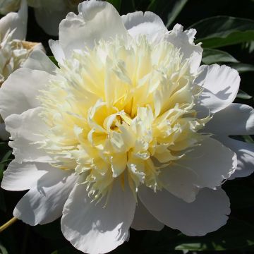 Peonia erbacea Primevère