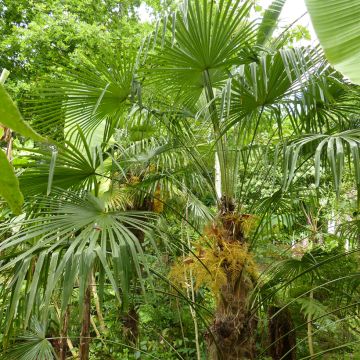 Trachycarpus fortunei - Palma di Fortune