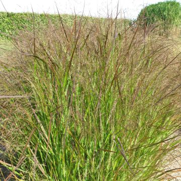 Panicum virgatum Squaw