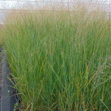 Panicum virgatum Cloud Nine