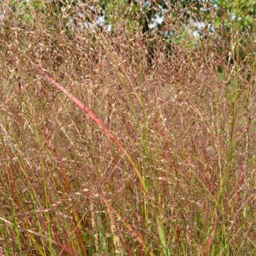 Panicum virgatum Hanse Herms