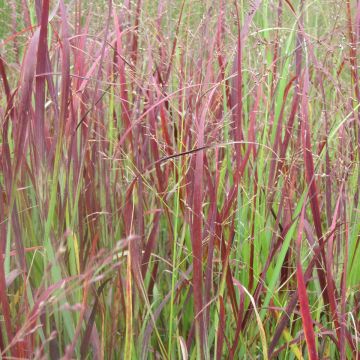 Panicum virgatum Kulsenmoor