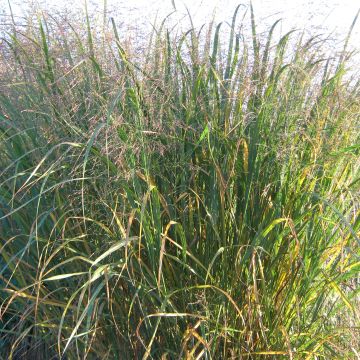 Panicum virgatum Thundercloud