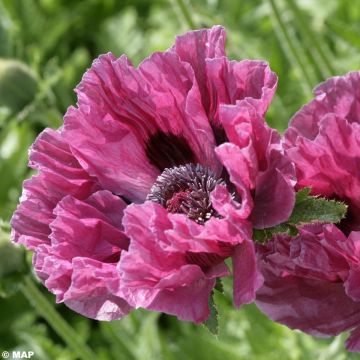 Papaver orientale Manhattan