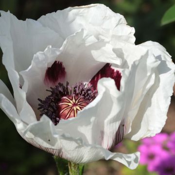 Papaver orientale Perry's White