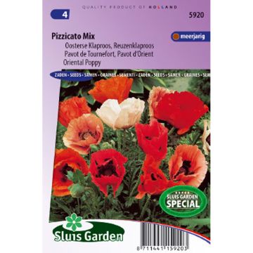 Papaver orientale Pizzicato Mix