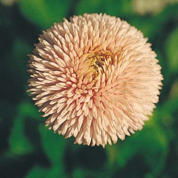 Bellis perennis Robella - Pratolina comune