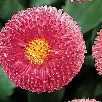 Bellis perennis Tasso Pink - Pratolina comune