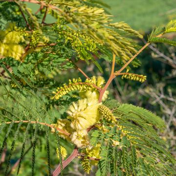 Paraserianthes lophantha - Albizia piumosa