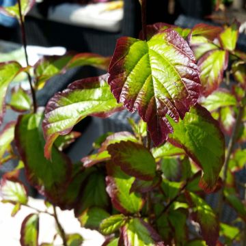 Parrotia persica Persian Spire