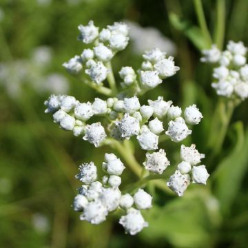 Parthenium integrifolium - Chinino selvatico