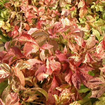 Parthenocissus quinquefolia Star Shower - Vite americana