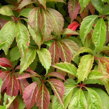 Parthenocissus quinquefolia Engelmannii - Vite americana