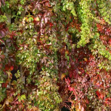 Parthenocissus quinquefolia Murorum - Vite americana