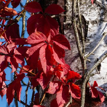 Parthenocissus quinquefolia Red wall Troki - Vite americana