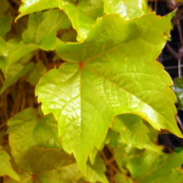 Parthenocissus tricuspidata Fenway Park