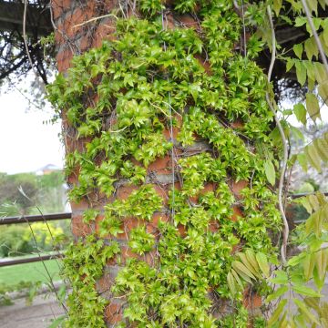 Parthenocissus tricuspidata Lowii