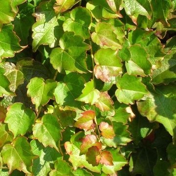 Parthenocissus tricuspidata Minutifolia