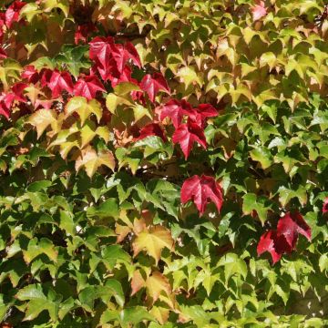 Parthenocissus tricuspidata Veitchii Robusta