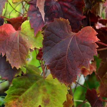 Parthenocissus tricuspidata Atropurpurea